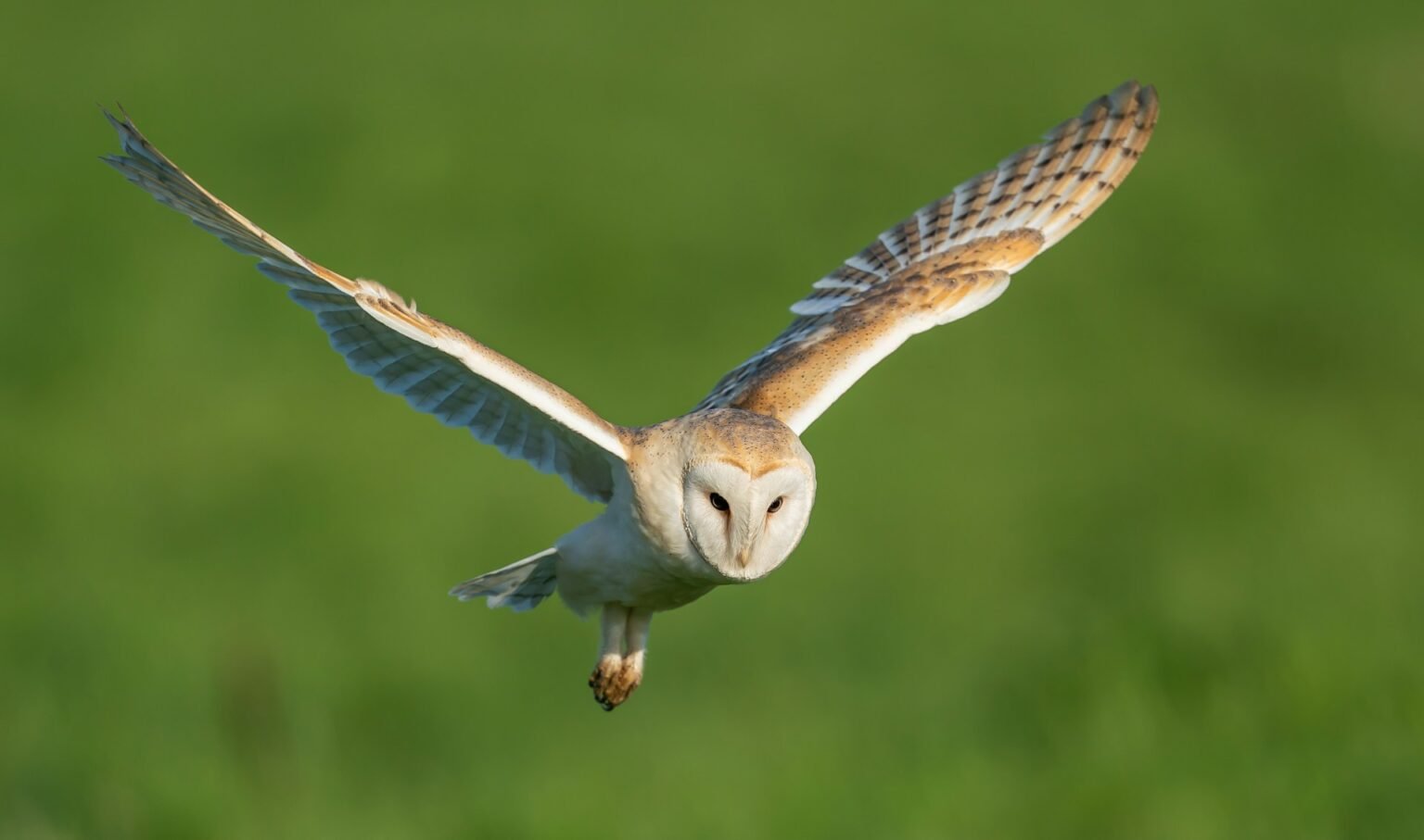 Photo inspiration: Gallery Detail: Do Owls Attack Cats What Every Cat Owner Needs To