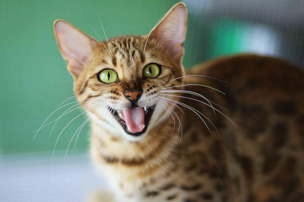 A young bengal cat hissing at the camera.