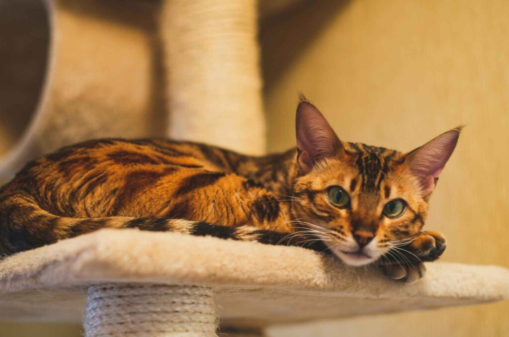 A bengal cat lying on top of a scratching post.