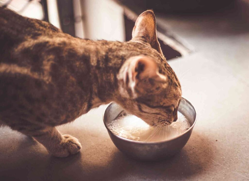 A brown tabby cat drinking milk out of a bowl.