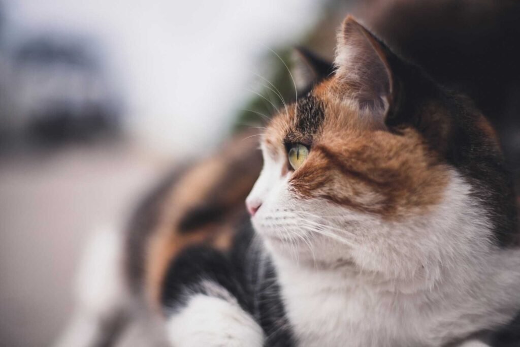A calico cat looking to the side while lying on the ground