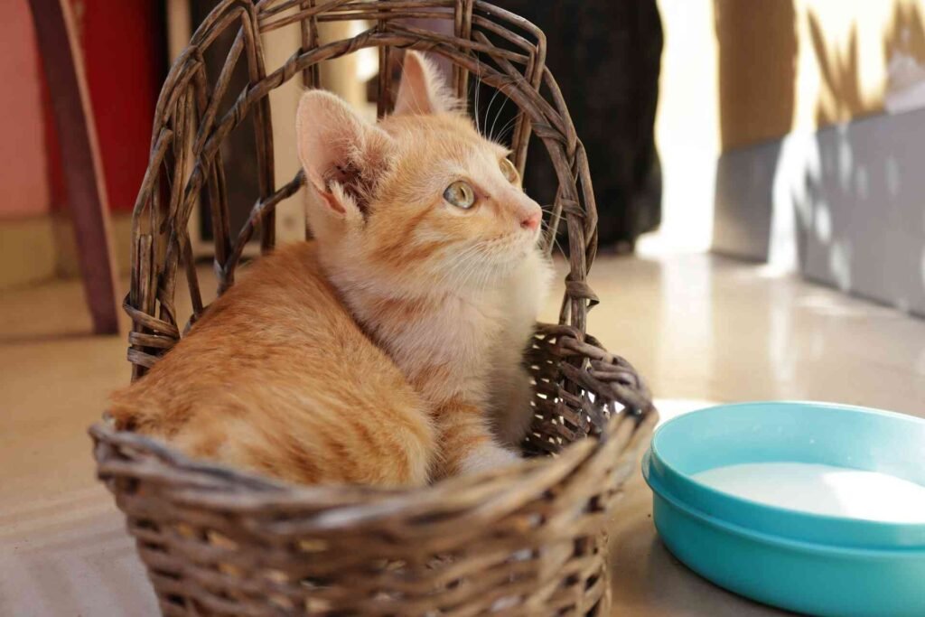 A kitten sitting in a basket next to a plastic bowl with milk.