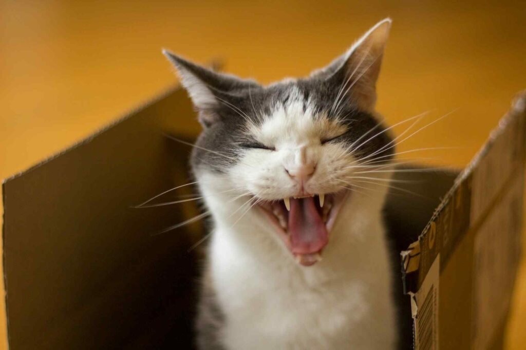 A cat looking out of a cardboard box with its mouth open.