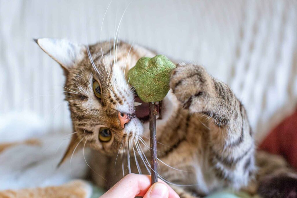 A cat trying to eat a very big treat in a paw shape.