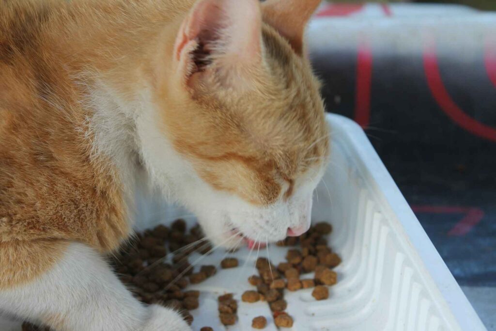 A white and orange cat eating dry food out of a white plastic box.