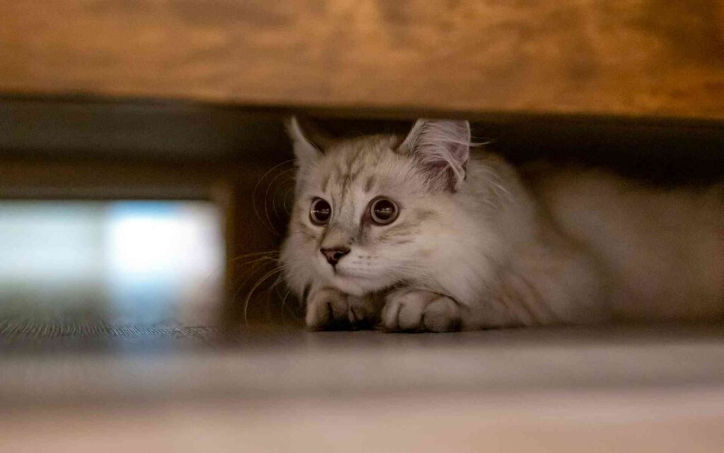 A cat hiding under wooden bed.