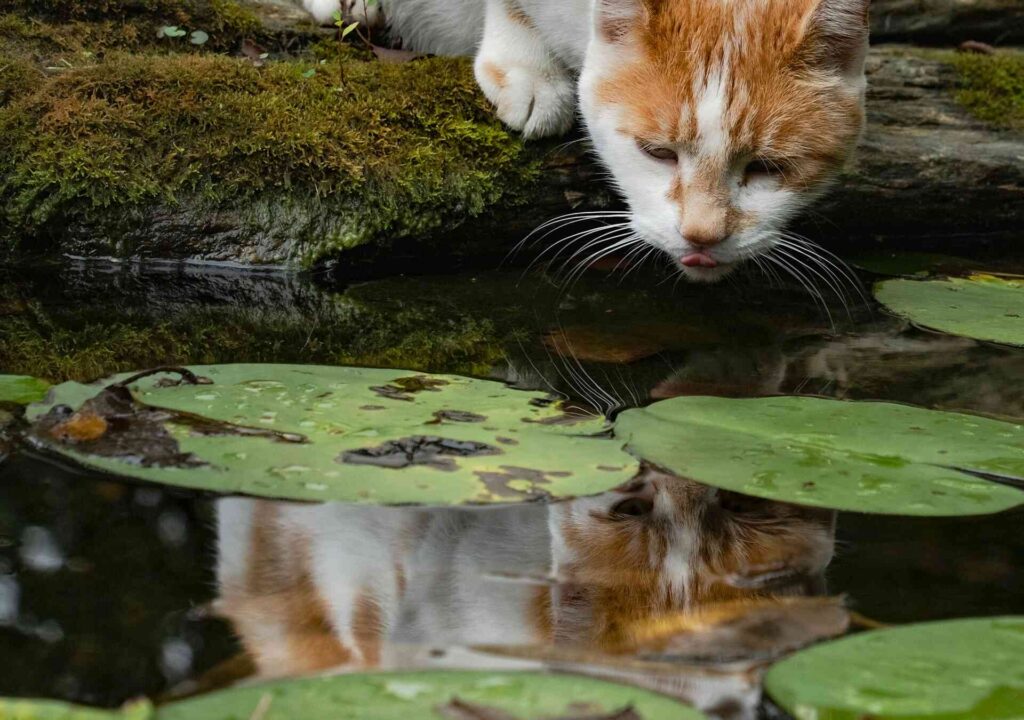 A cat looking at a pond with some lily pads.
