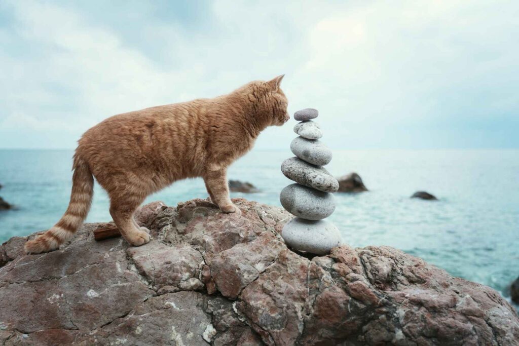 A cat standing next to a pile of rocks on the beach.