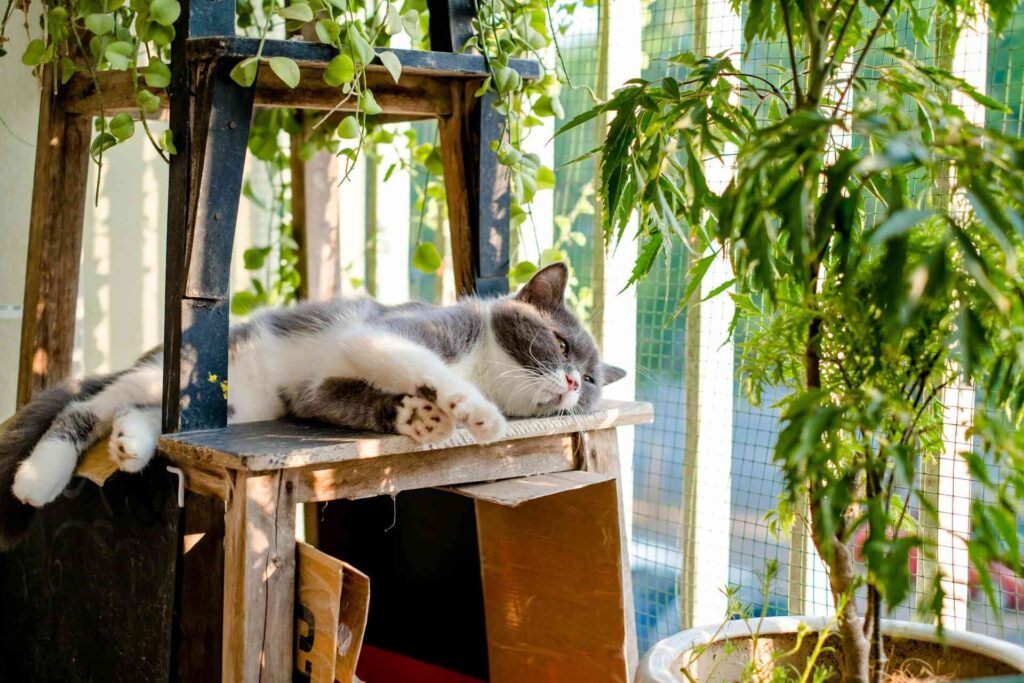 A cat lying on wood next to some plants at home.