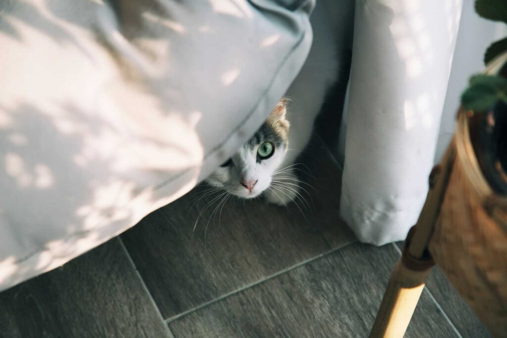 A cat peeking out from under a white bed.