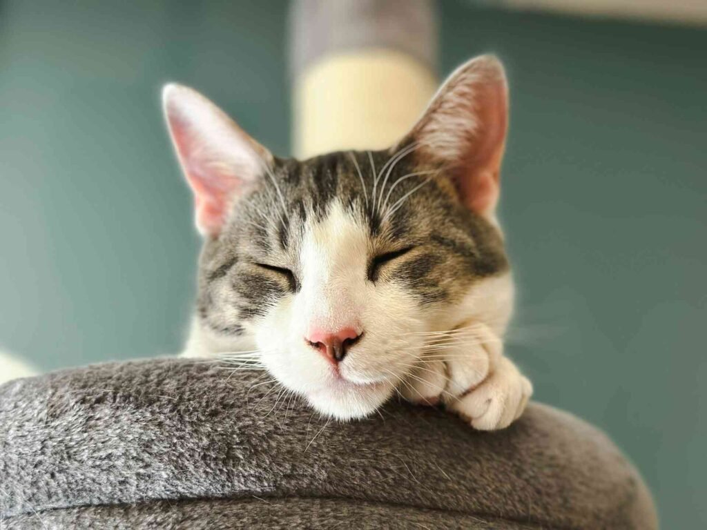 A cat resting on an elevated cat tree.