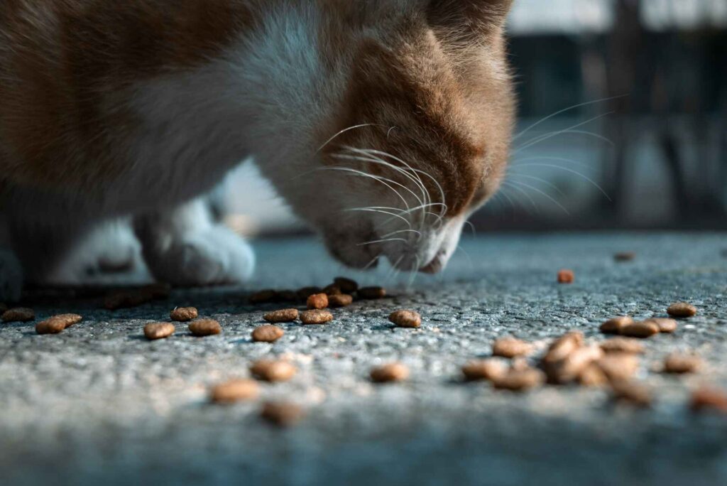 A cat eating scattered food off the ground.