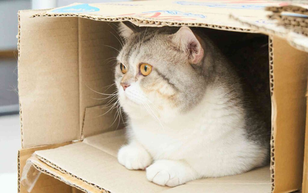 A white cat sitting in a cardboard box.