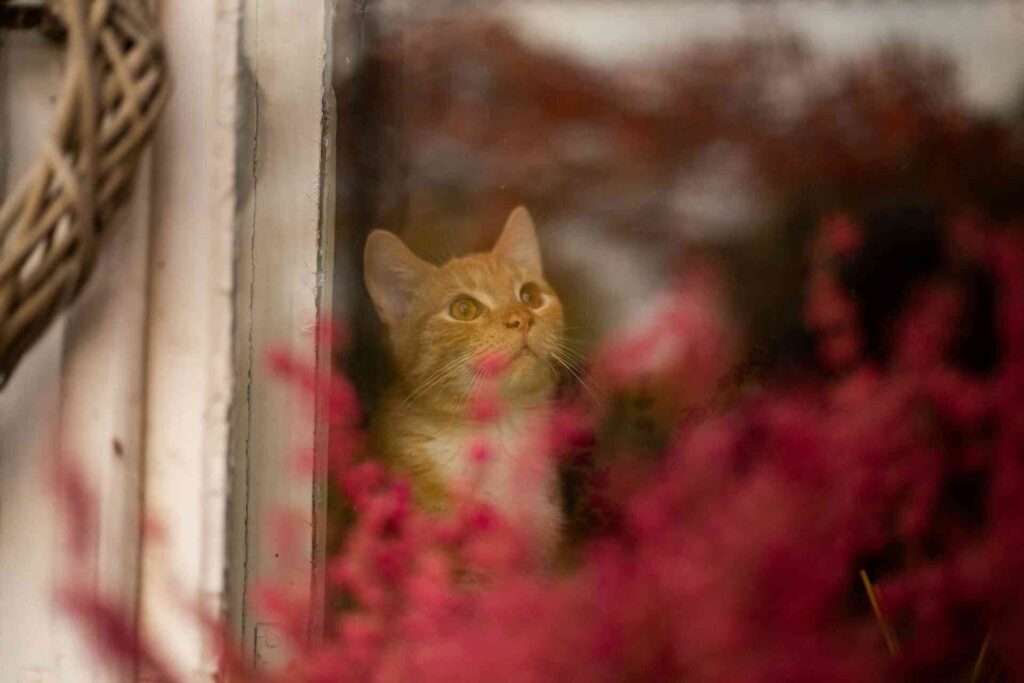An orange cat alone at home looking out of a window.
