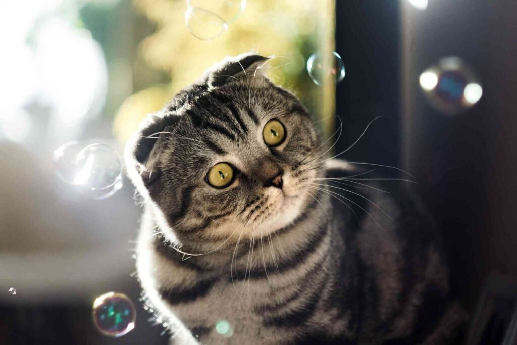 A cat looking curiously at some bubbles surrounding it.