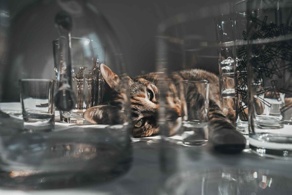 A tabby cat lying sideways with many glasses around it.