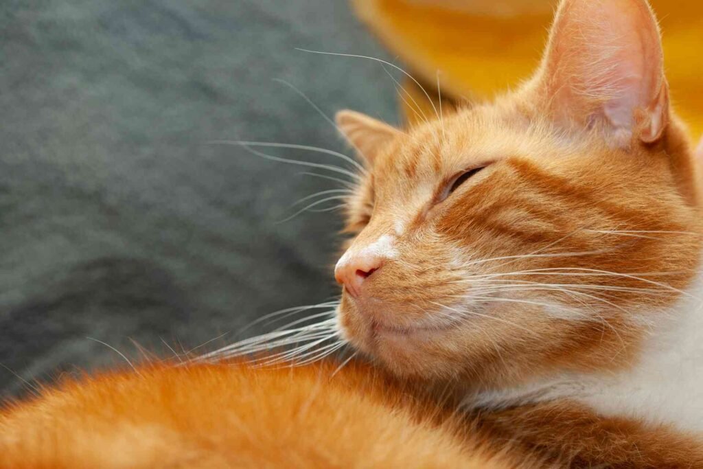 A happy orange cat enjoying the airflow of a fan.