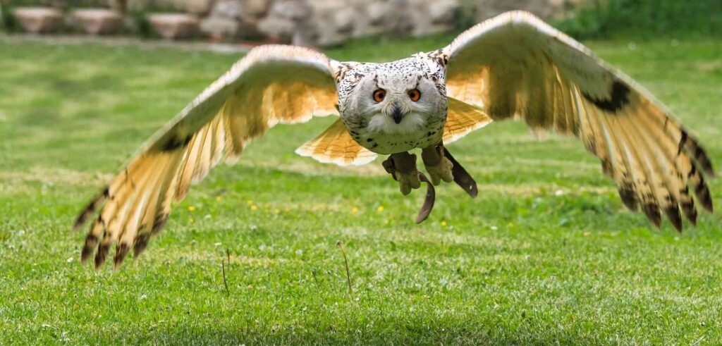 An owl flying close to the surface grass looking for prey.