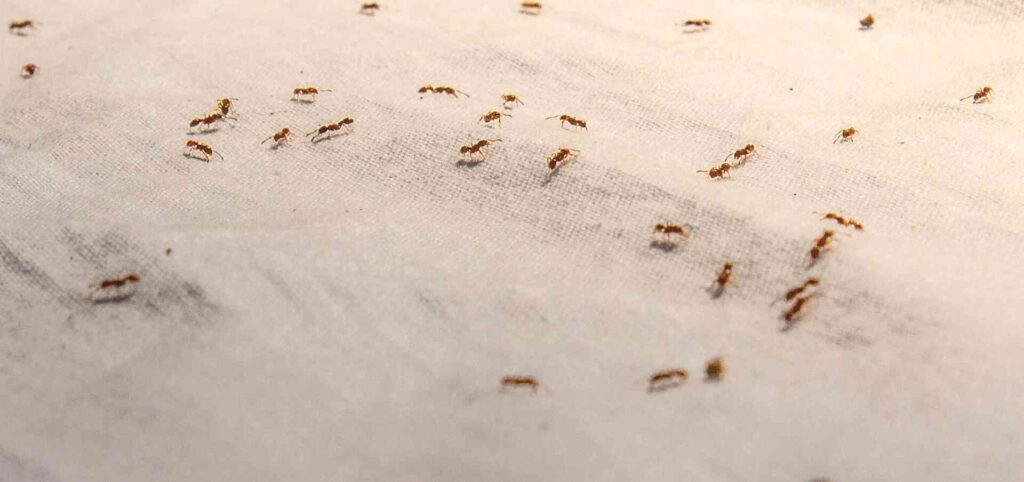 Multiple ants walking on white textile looking for food sources.