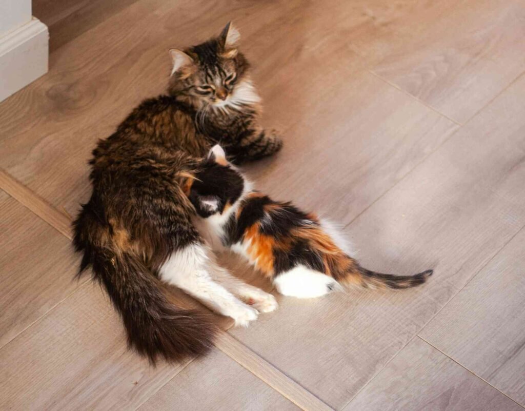 A kitten drinking cat milk from its mother on the floor.