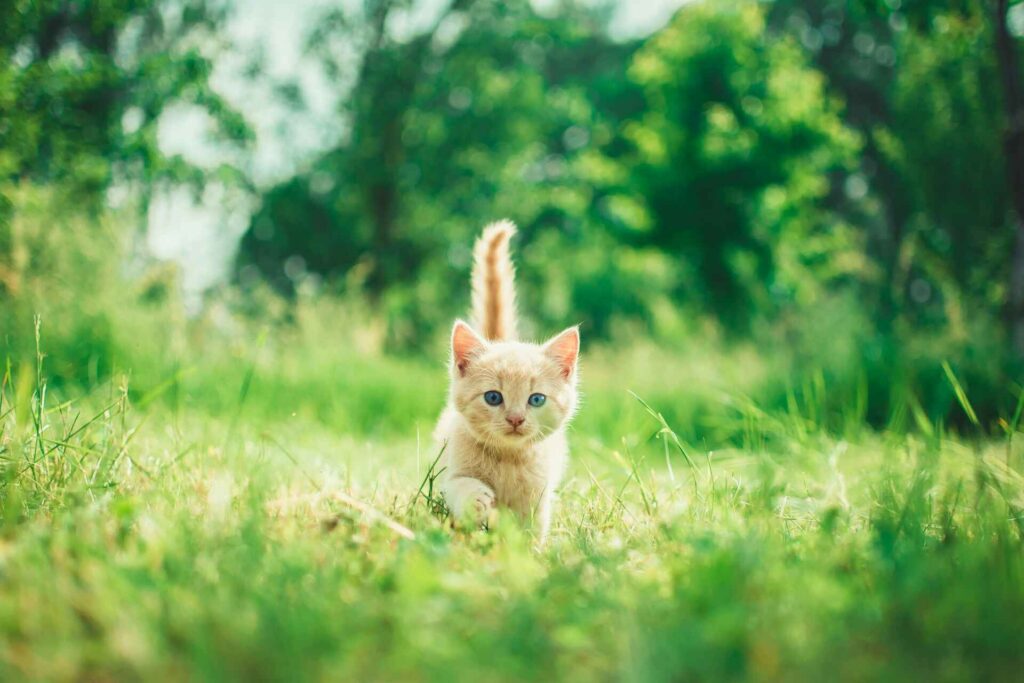 A kitten walking in the grass outdoors.