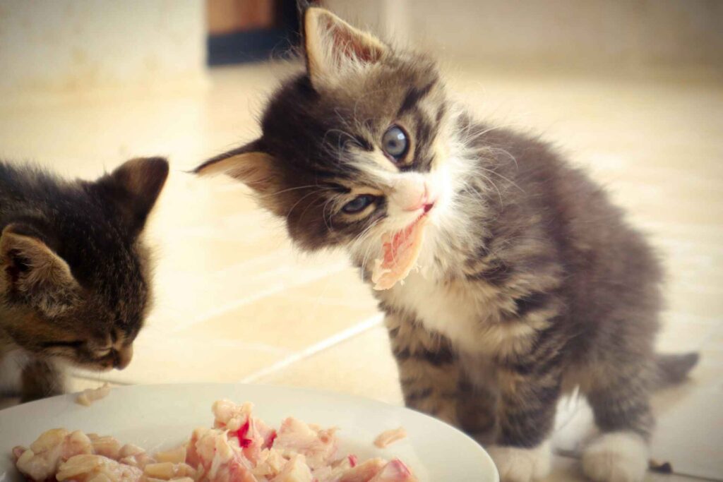 2 kittens eating food from a white bowl indoors.