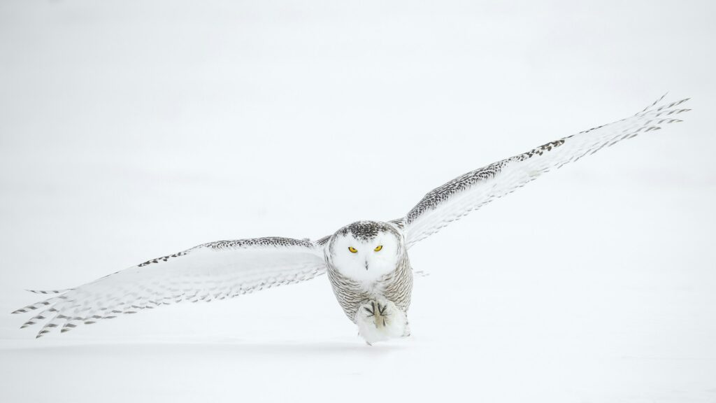A white snowy owl flying over snow.