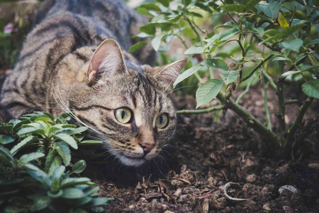 A brown tabby cat playing in the garden.