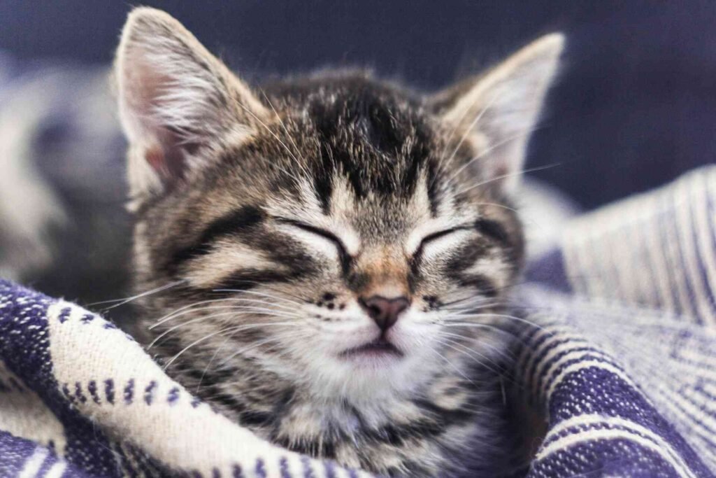 A close up of a silver tabby kitten with its eyes closed.