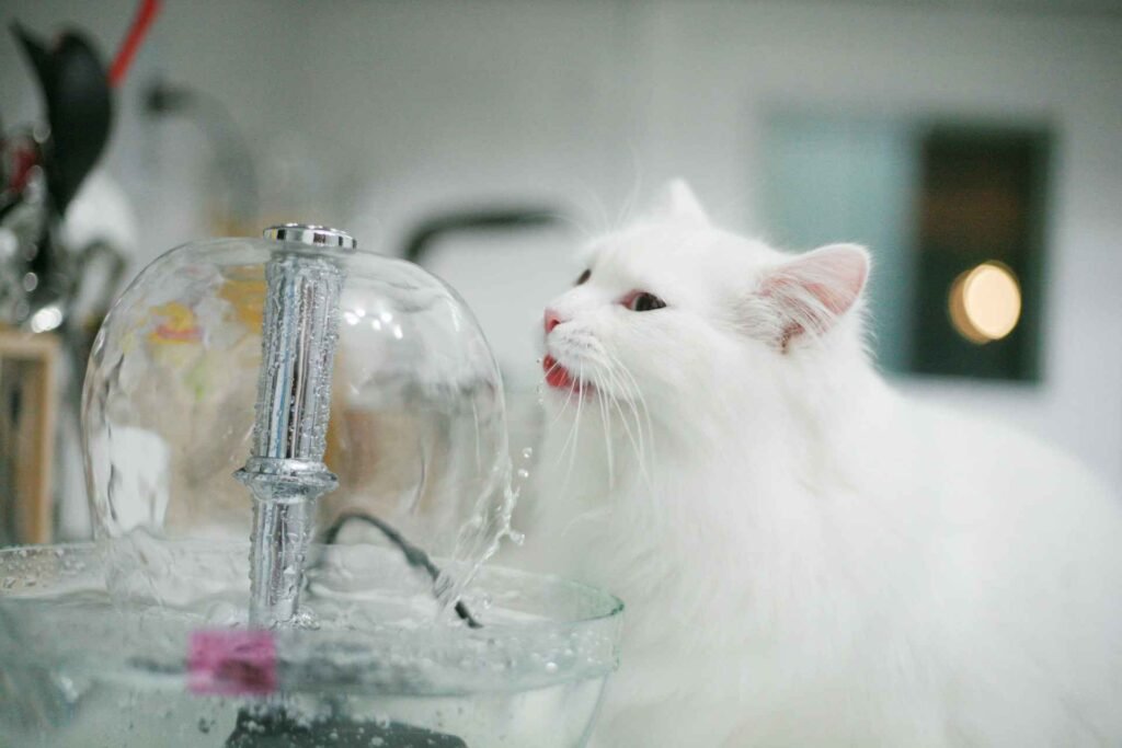 A white cat drinking from a cat water fountain.