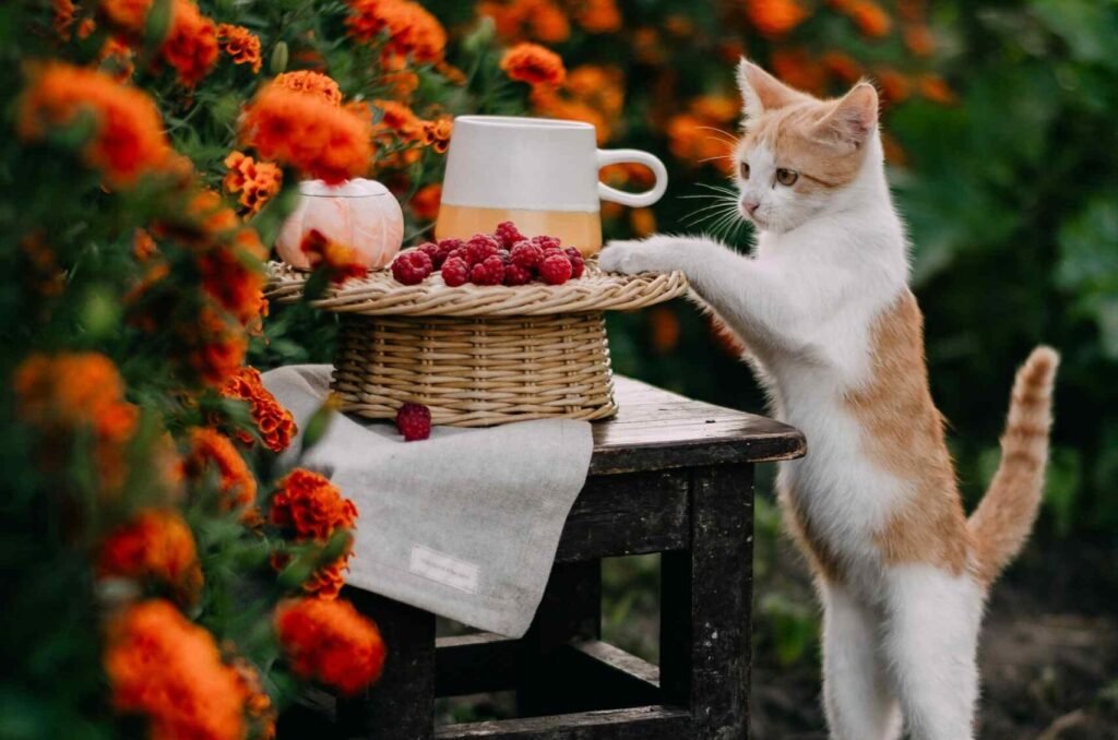 A kitten standing next to a basket with raspberries on top.