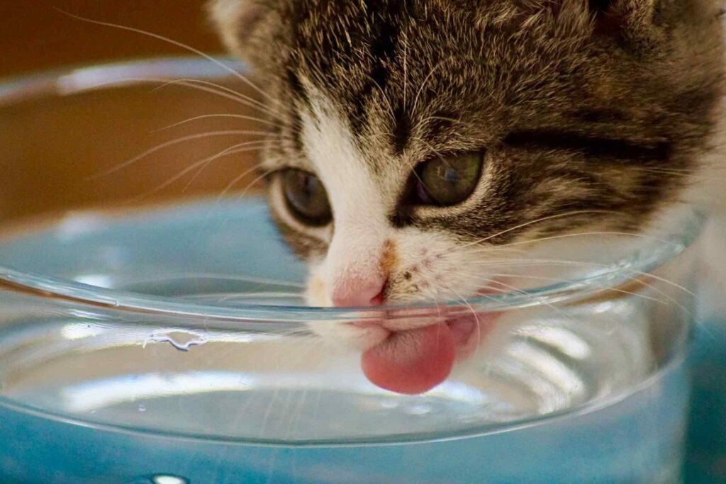 A kitten drinking