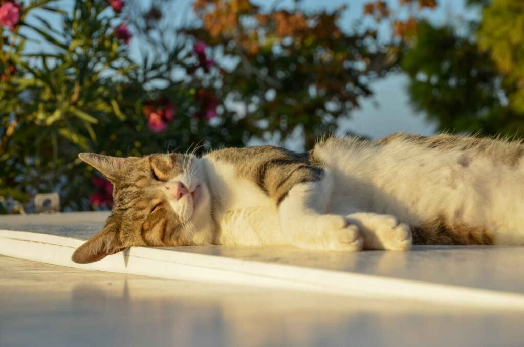 A cat lying outside in the summer sun.
