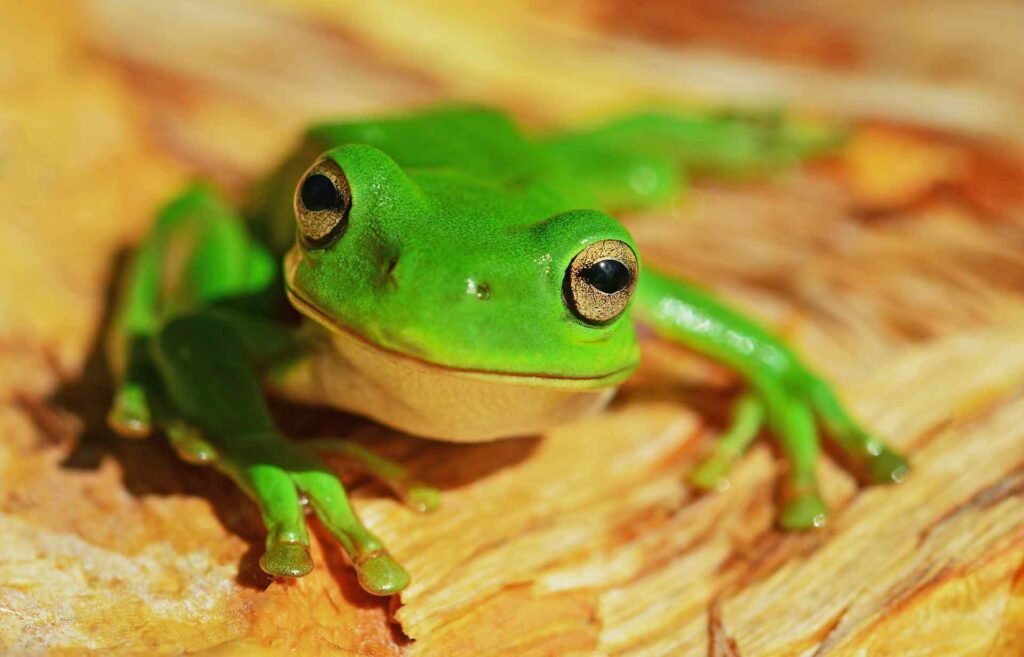 A bright green tree frog sitting on some wood.