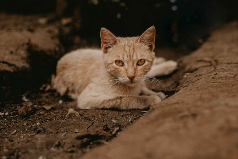 How to Keep Feral Cats Cool in Summer - All Pet Perks