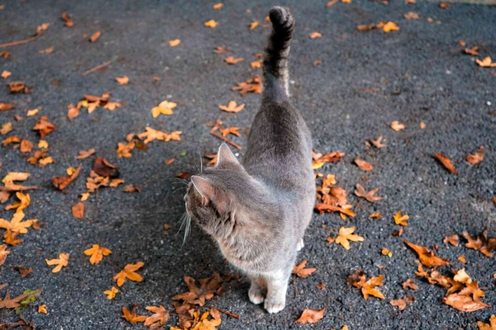 A cat turning around and looking for its tail.