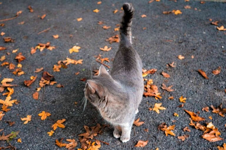 Is Your Cat’s Tail Chasing Normal? What You Need to Know