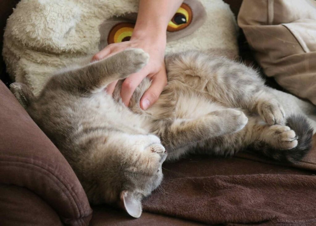 A cat getting tickled on a couch.