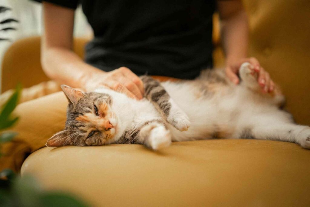 A cat getting scratched on a sofa with its leg up.