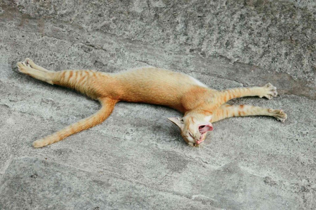 A bored orange cat stretching outside.