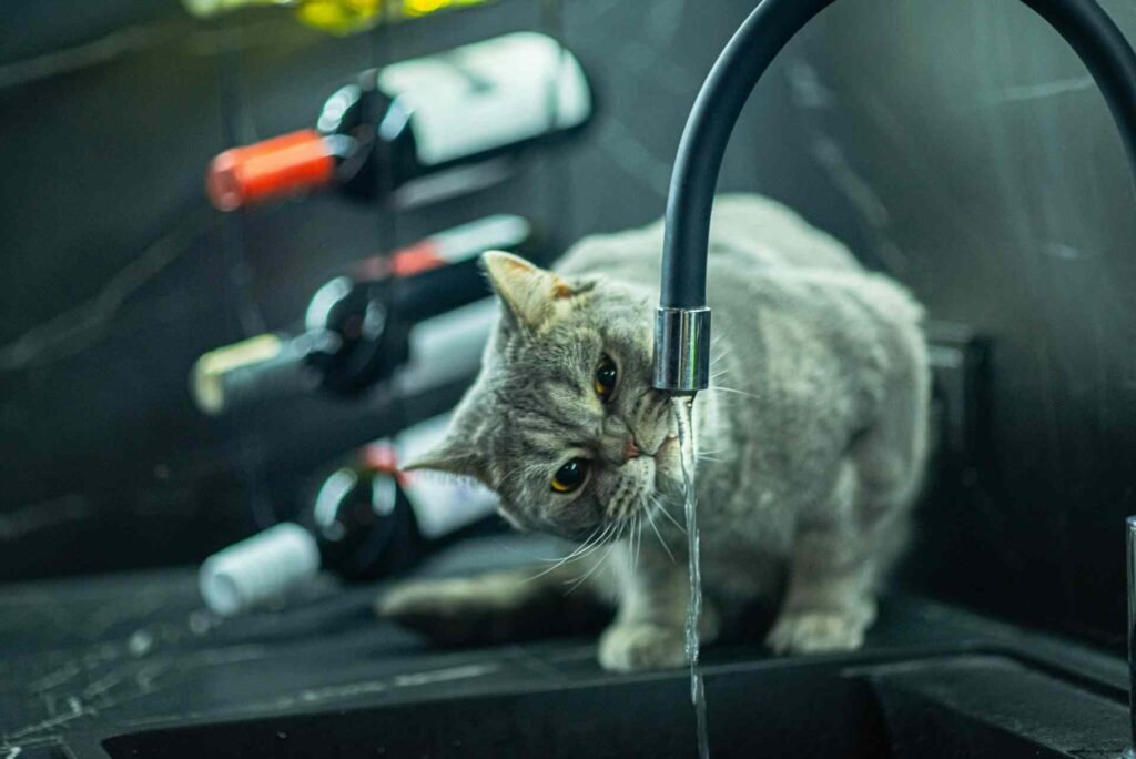 A grey cat drinking water from a faucet in a kitchen sink.