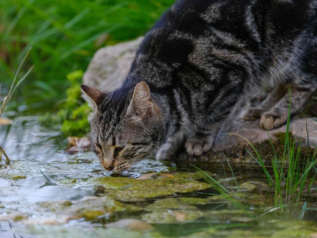 A tabby cat drinking water from a pond.