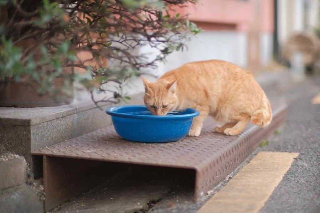 A cat drinking water from a blue plastic bowl outside.