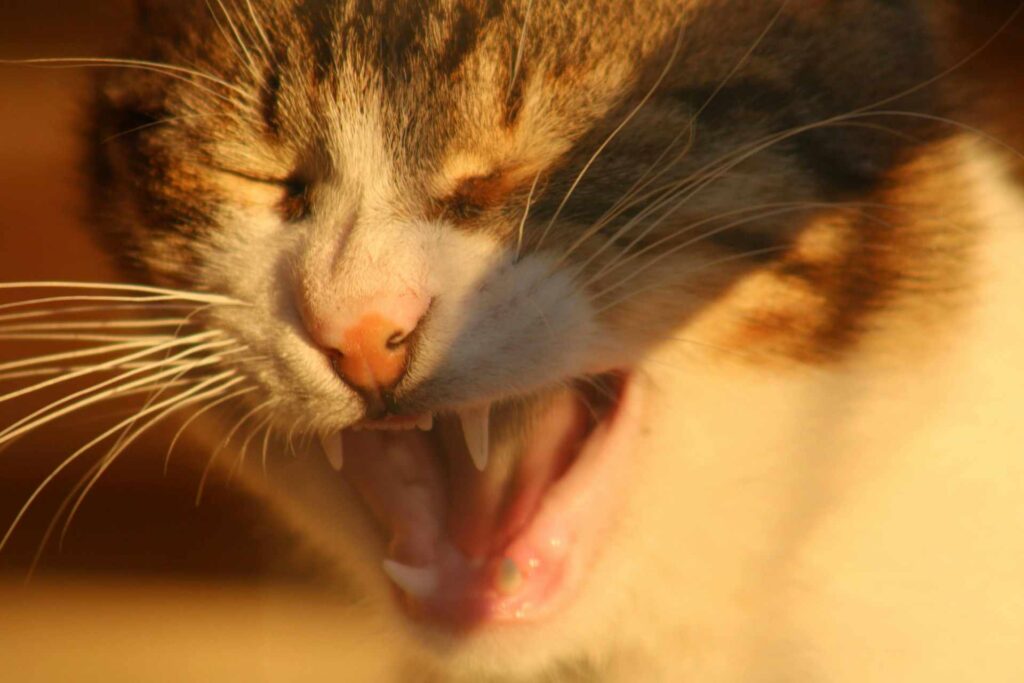A cat hissing in the sunlight.
