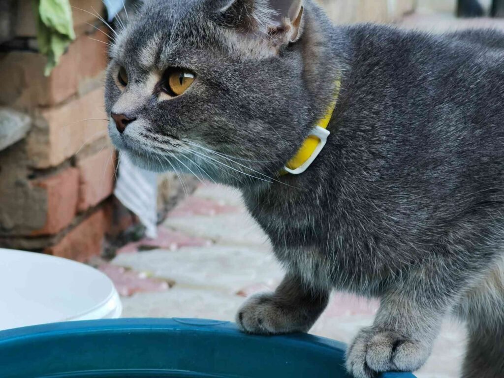 A grey cat leaning over a blue water bowl.