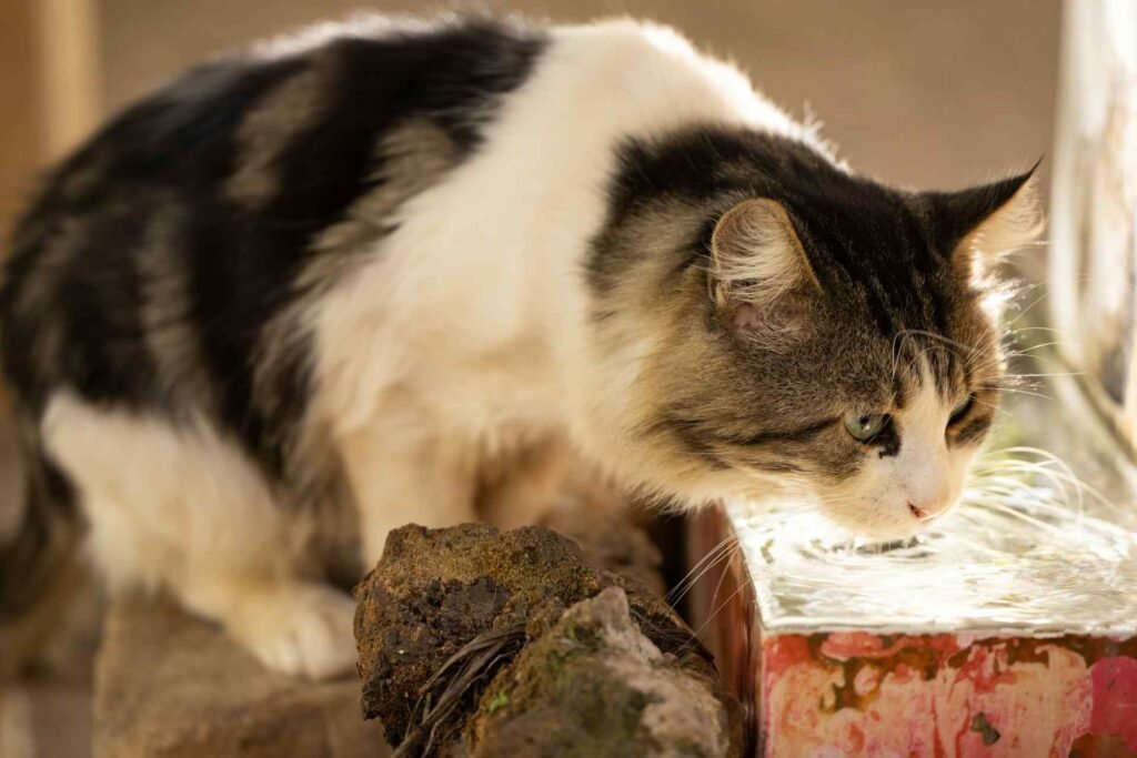 A cat sitting on stairs drinking.