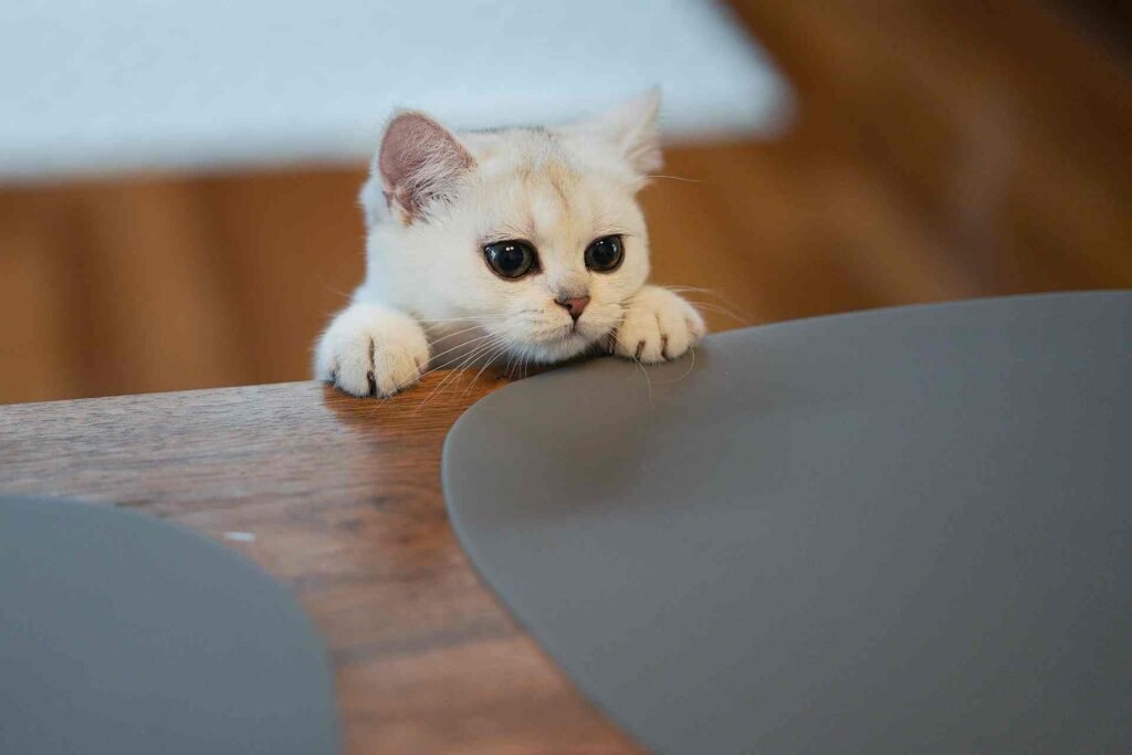 A white kitten climbing and peeking up a kitchen table.