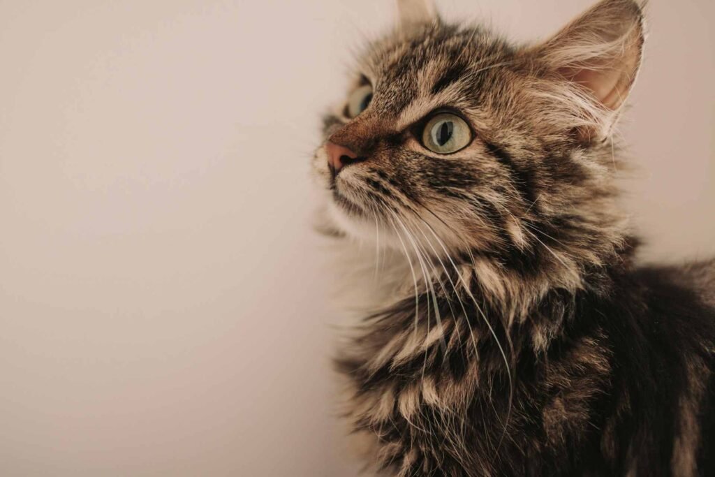 A cute kitten with long hair.