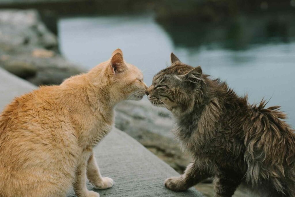 An orange and black cat touching noses near water.