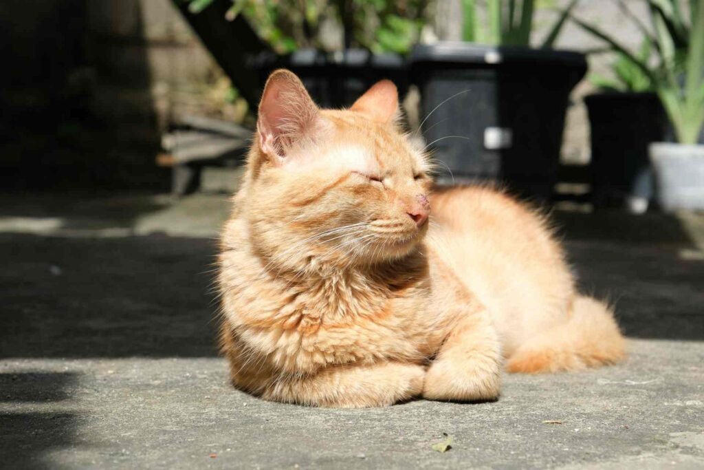 An orange cat lying in sun outside.